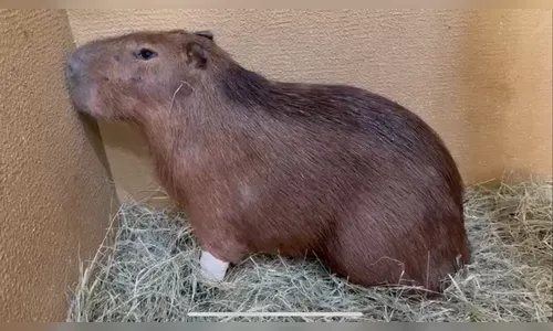 Capivara resgatada em piscina de Apucarana está em inicio de gestação