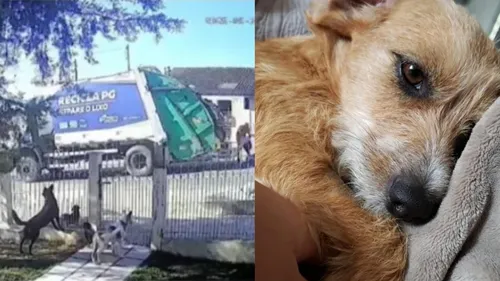 De acordo com a tutora Ana Julia Bezuska, Ágata e outros cachorros da família escaparam para a rua nesta sexta-feira (09), enquanto sua mãe tirava o carro para sair