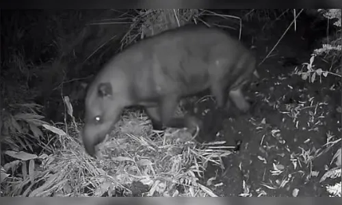 Anta é flagrada em mata na região de Apucarana