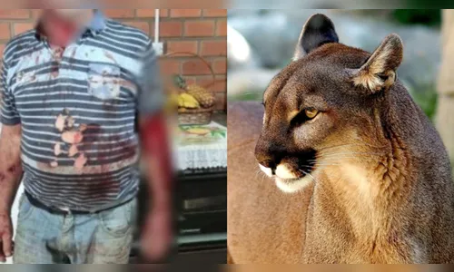 Idoso diz ter sido atacado por onça-parda no Rio Grande do Sul