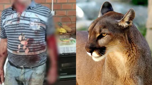 Homem ficou ferido após ataque de onça-parda