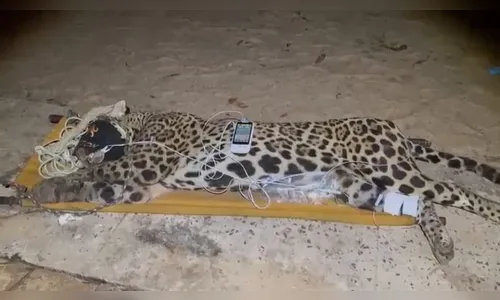 Onça-pintada que matou caseiro é capturada; macho pesa 94 quilos
