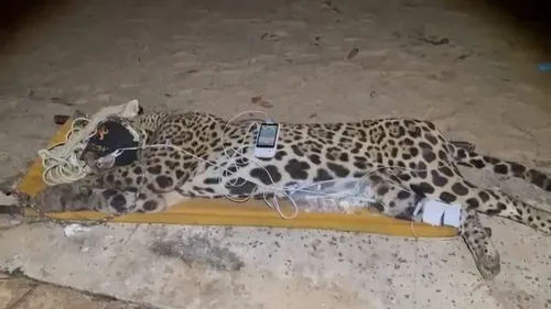 Onça-pintada que matou caseiro é capturada; macho pesa 94 quilos