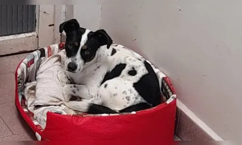 Cão ganha ação judicial contra ex-tutor e será indenizado no Paraná