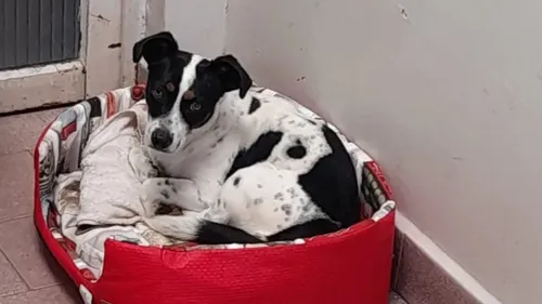 Tokinho foi resgatado por uma ONG e foi adotado por uma tutora