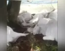Raio atinge propriedade rural e mata 15 bois no Vale do Ivaí