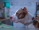 Morador é atacado por pitbull solto na rua em Arapongas