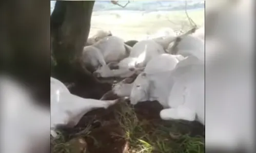 Raio atinge propriedade rural e mata 15 bois no Vale do Ivaí