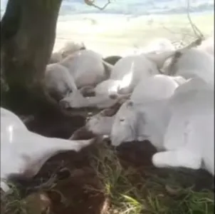 Animais se abrigavam debaixo de uma árvore quando foram atingidos, em propriedade rural de Lunardelli