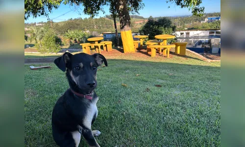 Cemsa de Apucarana promove arrecadação de itens de frio para animais