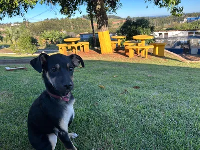 Cachorrinho acolhido pelo Cemsa