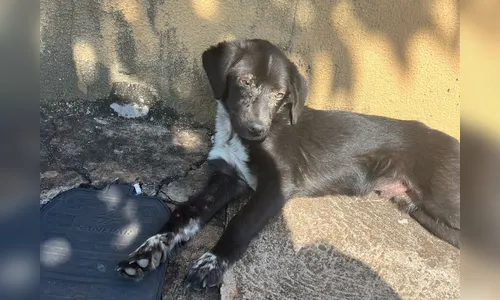Tutor é preso por maus-tratos após cachorro ser resgatado em Apucarana