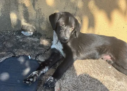 Cachorro foi atendido pelo Cemsa