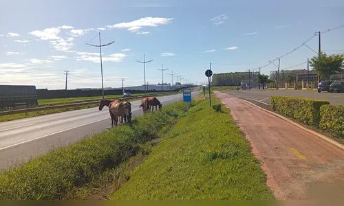 Cavalos soltos geram riscos na BR-369 entre Apucarana e Arapongas