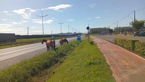 Cavalos ao lado da BR-369 entre Apucarana e Arapongas