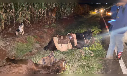 Cavalos morrem após serem abandonados em local de acidente