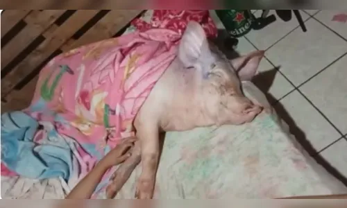 Peppa, a porca que aprendeu a latir após conviver com cachorros