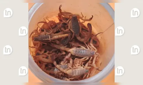 
						
							Mais de 50 escorpiões amarelos são capturados no campus da UEL
						
						