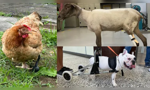 
							Projeto implanta prótese 3D em galinha e outros animais no PR
						
						