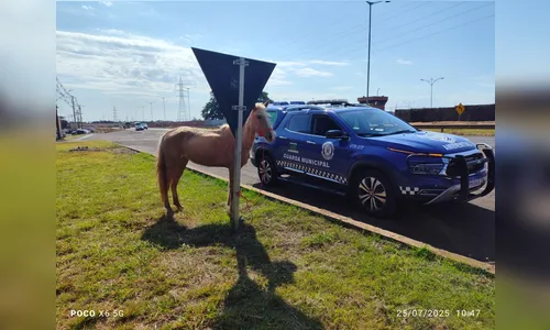 
							GM de Arapongas multa morador de Apucarana por cavalo solto na BR-369
						
						