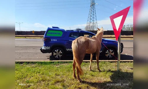 
							GM de Arapongas multa morador de Apucarana por cavalo solto na BR-369
						
						