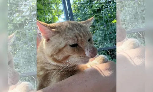
							Gato do 'nariz de palhaço' que viralizou na web tem diagnóstico
						
						
