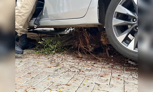 
							Motorista invade calçada, atropela pedestres e bate em árvore
						
						