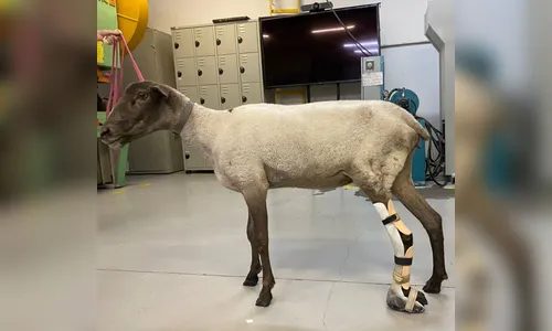 
							Projeto implanta prótese 3D em galinha e outros animais no PR
						
						