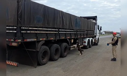
							PMPR intercepta 1 tonelada de maconha em caminhão de arroz em Rolândia
						
						