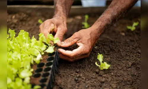 
							Comer bem é um direito: o 