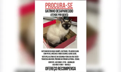 
							Gato siamês desaparece próximo ao Lago Jaboti em Apucarana
						
						