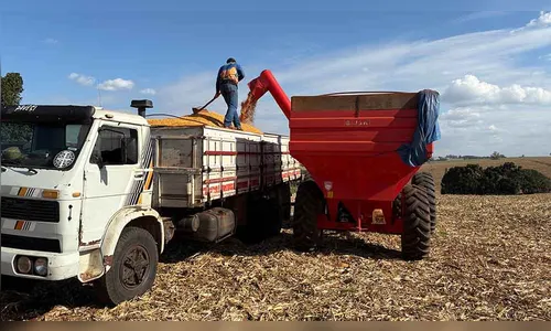 
							Região de Ivaiporã avança na colheita do milho e espera safra recorde
						
						