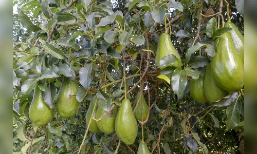 
							Apucarana lidera produção de abacate no Paraná com 14,5%
						
						