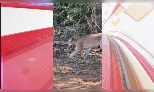 
							Onça é flagrada em Apae em nova aparição do felino em áreas urbanas no PR
						
						