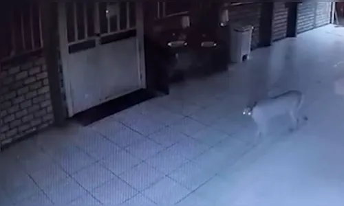 
							Onça é flagrada em Apae em nova aparição do felino em áreas urbanas no PR
						
						