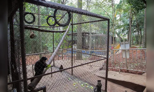 
							Apucarana busca licença no Ibama para voltar a abrigar animais silvestres no Bosque Municipal
						
						
