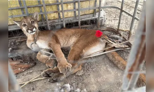 
							Onça-parda é achada no telhado, laçada por morador e resgatada no PR
						
						