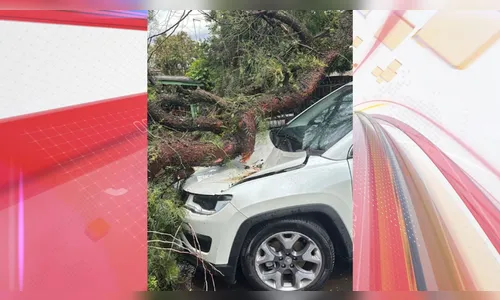 
							Temporal causa queda de árvores e estragos na região; veja onde
						
						
