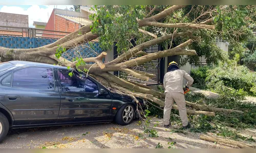 
							Árvore cai e atinge carro em bairro de Apucarana; veja
						
						