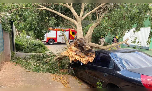 
							Árvore cai e atinge carro em bairro de Apucarana; veja
						
						