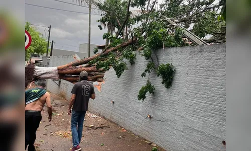 
							Temporal causa queda de árvores e estragos na região; veja onde
						
						