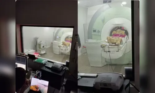 
							Zoológico do Paraná realiza ressonância em leão e viraliza nas redes
						
						