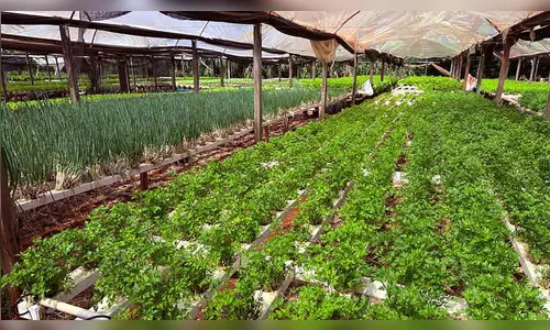 
							Hidroponia ganha espaço na produção de alimentos na região
						
						