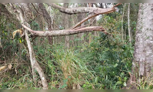 
							Cavaleiros encontram mulher caída na mata da 