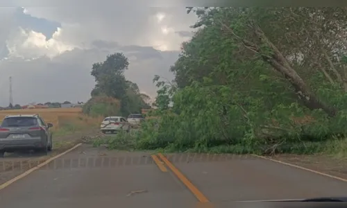 
							Temporal causa queda de árvores e estragos na região; veja onde
						
						