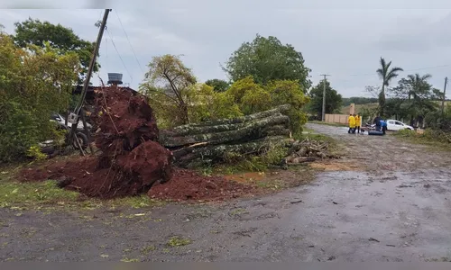 
							Apucarana teve ao menos 35 quedas de árvores e 12 destelhamentos
						
						