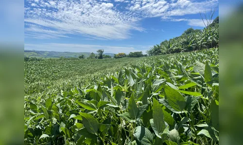 
							Agricultores aceleram plantio da soja após registros de chuva
						
						