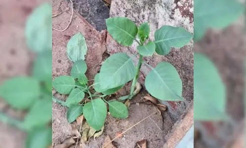 
							Morre mulher internada após ingerir planta tóxica que foi confundida com couve em MG
						
						