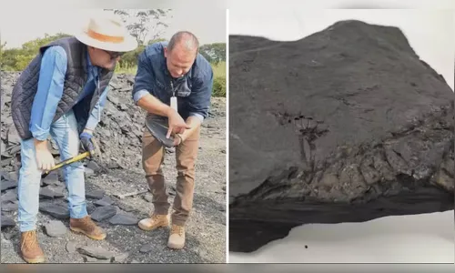 
							Obra na PR-364 é paralisada após descoberta de fósseis pré-históricos
						
						