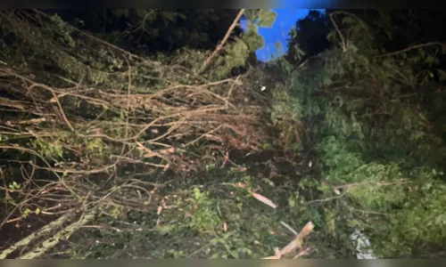 
							Temporal derruba árvores na BR-376 e afeta tráfego na Serra do Cadeado
						
						